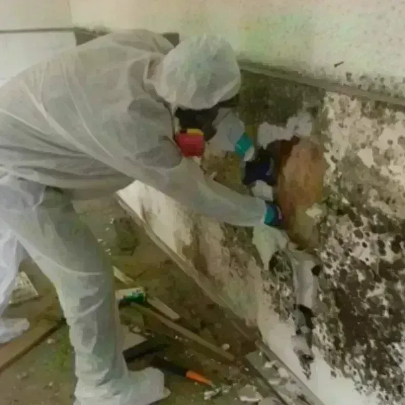 Mold Remediation and Removal in Yoakum, TX